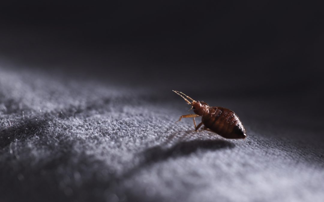 Can Fleas Live In Carpet? What Is The Flea Treatment For Carpet?