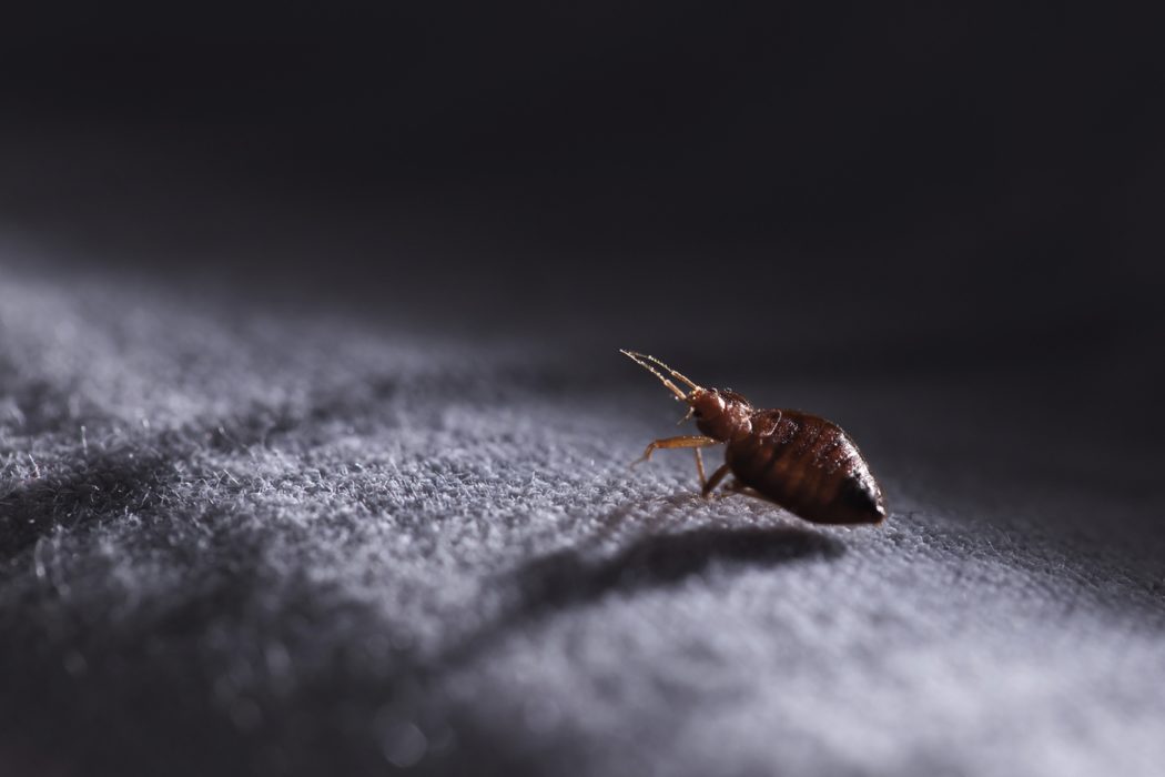 carpet fleas