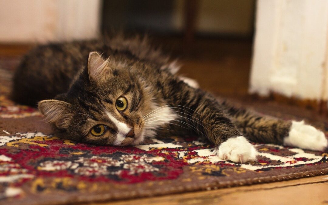 How Often Should Pet Owners Clean Their Carpets?