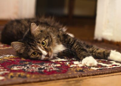 carpet-cleaning-pet
