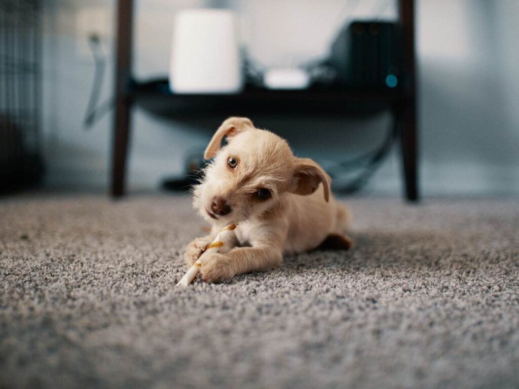 a small puppy lying on a carpet