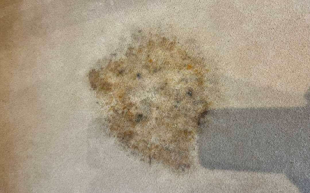 Why do stains reappear after carpet cleaning?